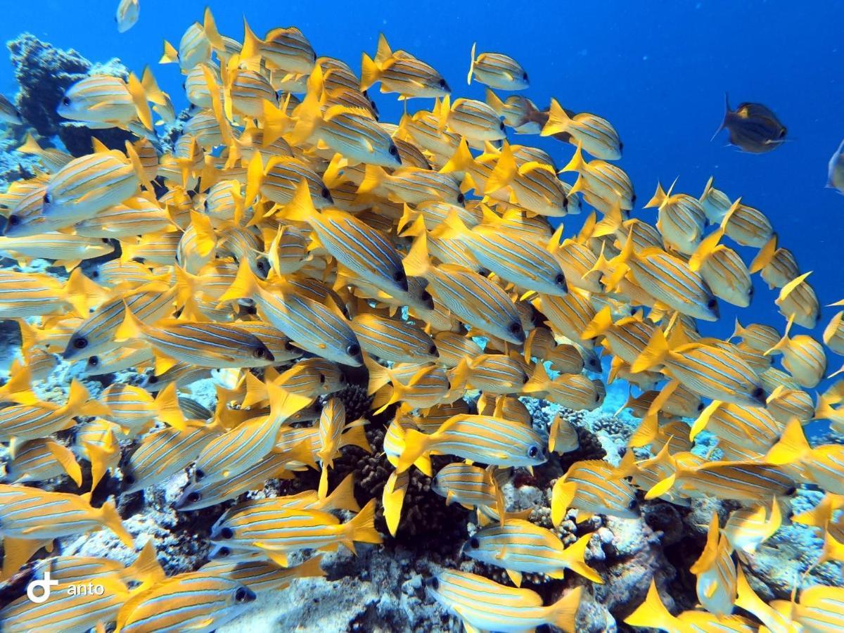 Hiraeth Island Home Guraidhoo  Eksteriør bilde