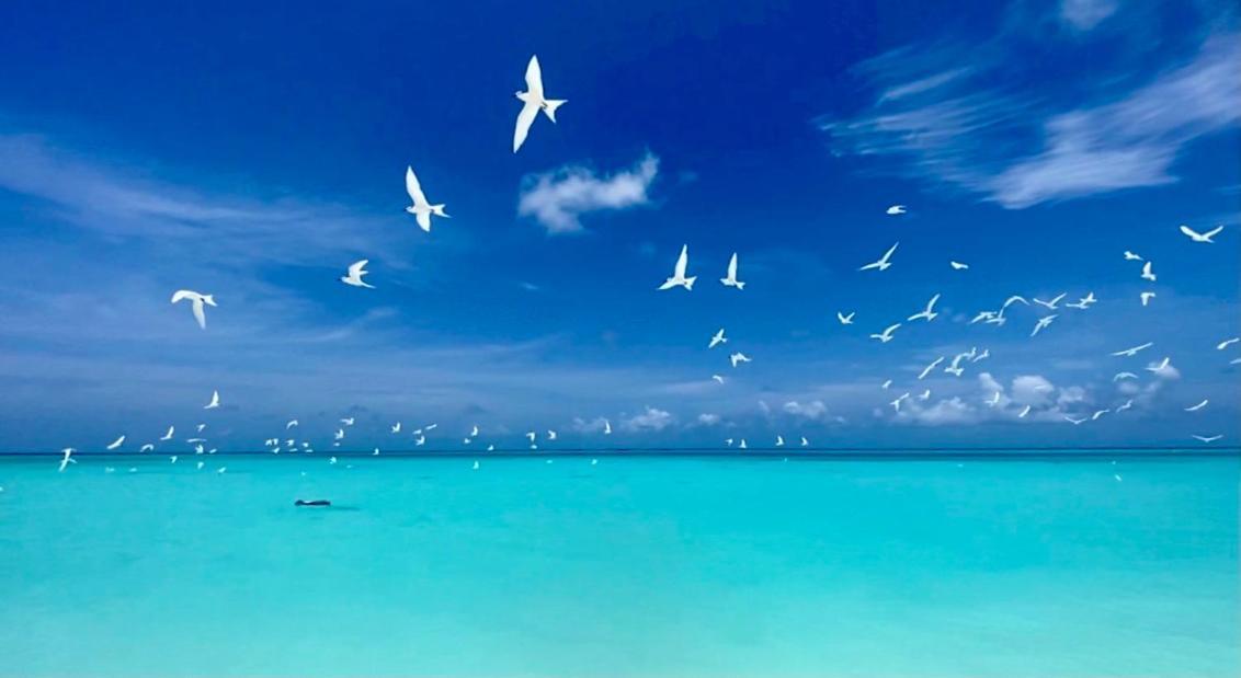 Hiraeth Island Home Guraidhoo  Eksteriør bilde